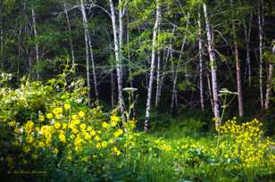 Meadow meets the forest-6680 Meadow meets the forest-6680
